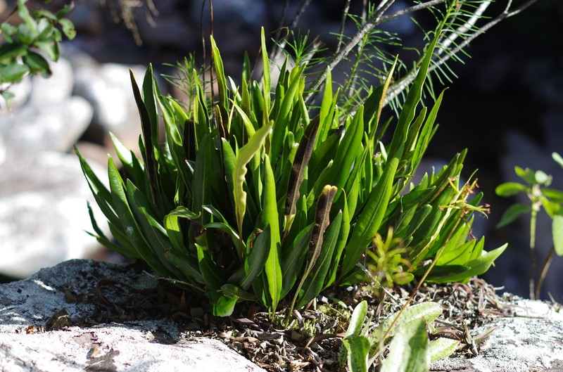 Elaphoglossum lepervanchii photo 5