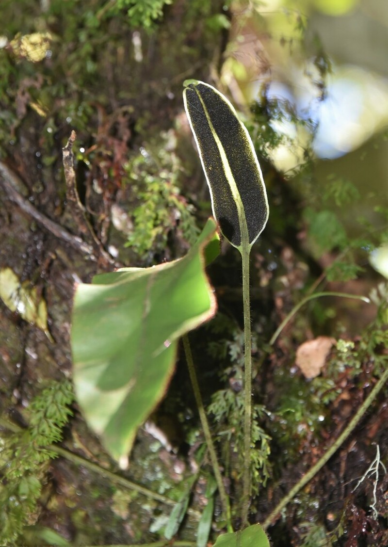 Elaphoglossum lepervanchii photo 6