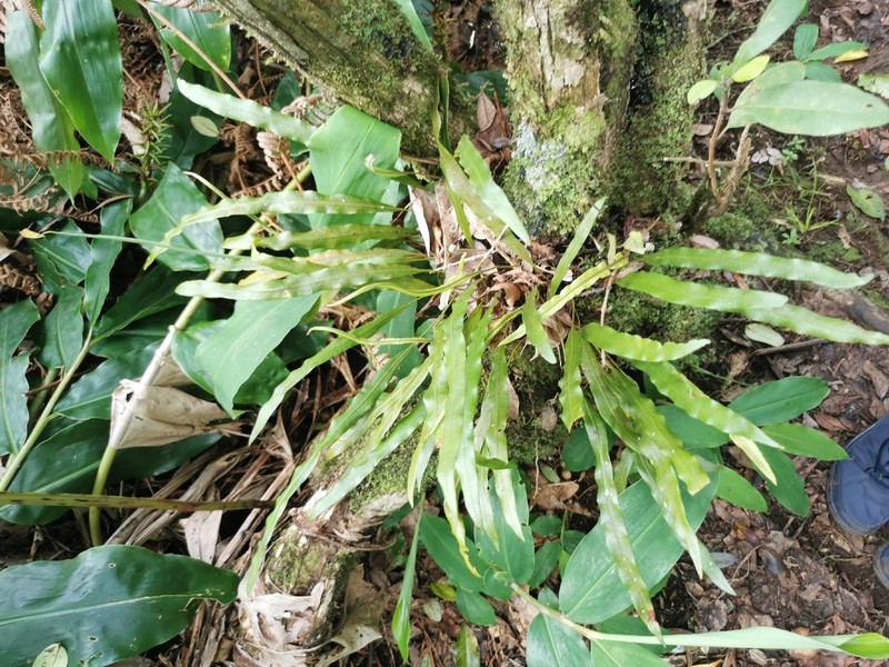 Elaphoglossum lepervanchii photo 7