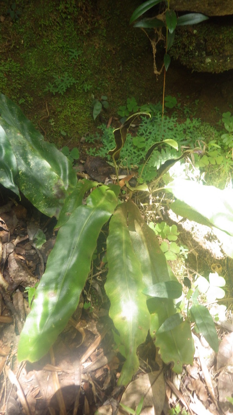 Elaphoglossum lepervanchii photo 8