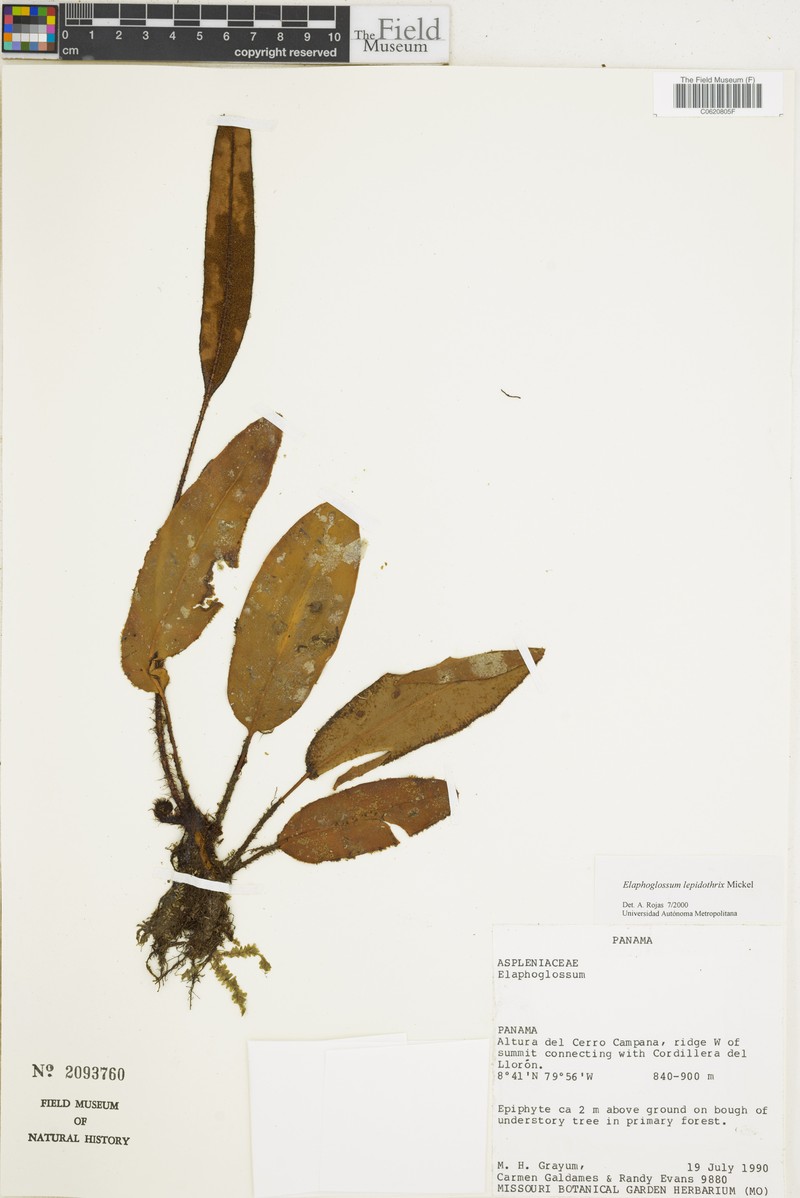 Elaphoglossum lepidothrix