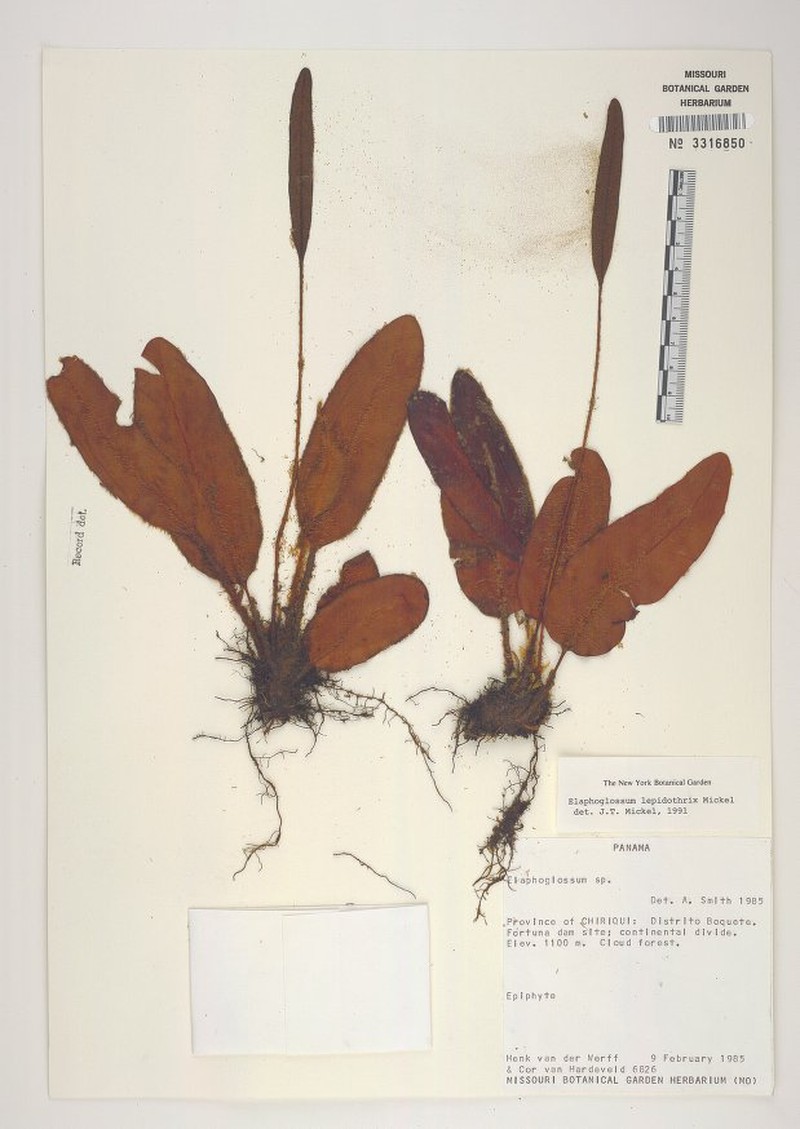 Elaphoglossum lepidothrix photo 2