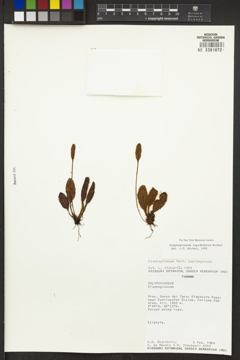 Elaphoglossum lepidothrix photo 3
