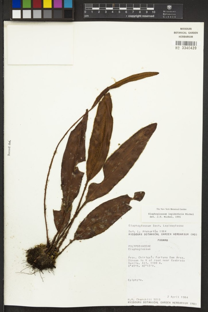 Elaphoglossum lepidothrix photo 4