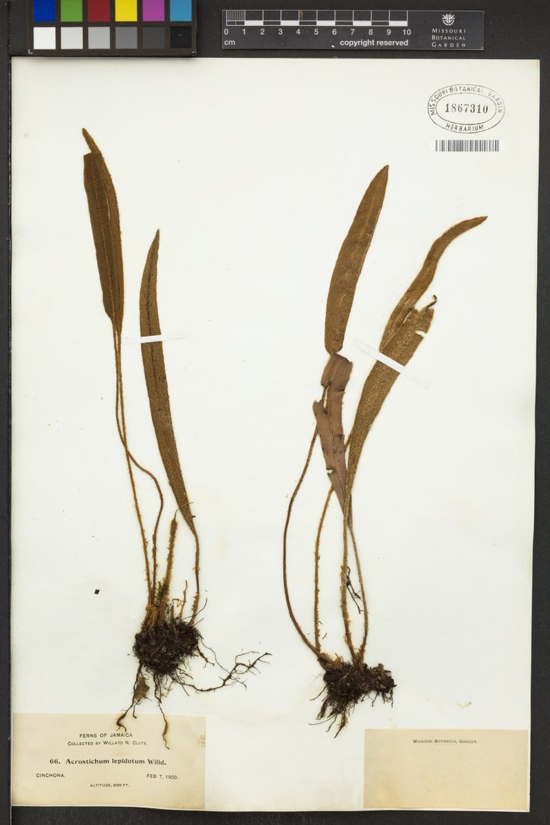 Elaphoglossum lepidotum