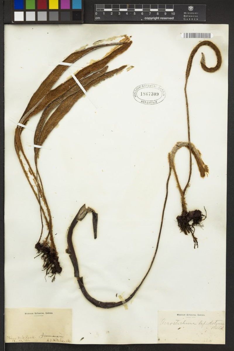 Elaphoglossum lepidotum photo 2