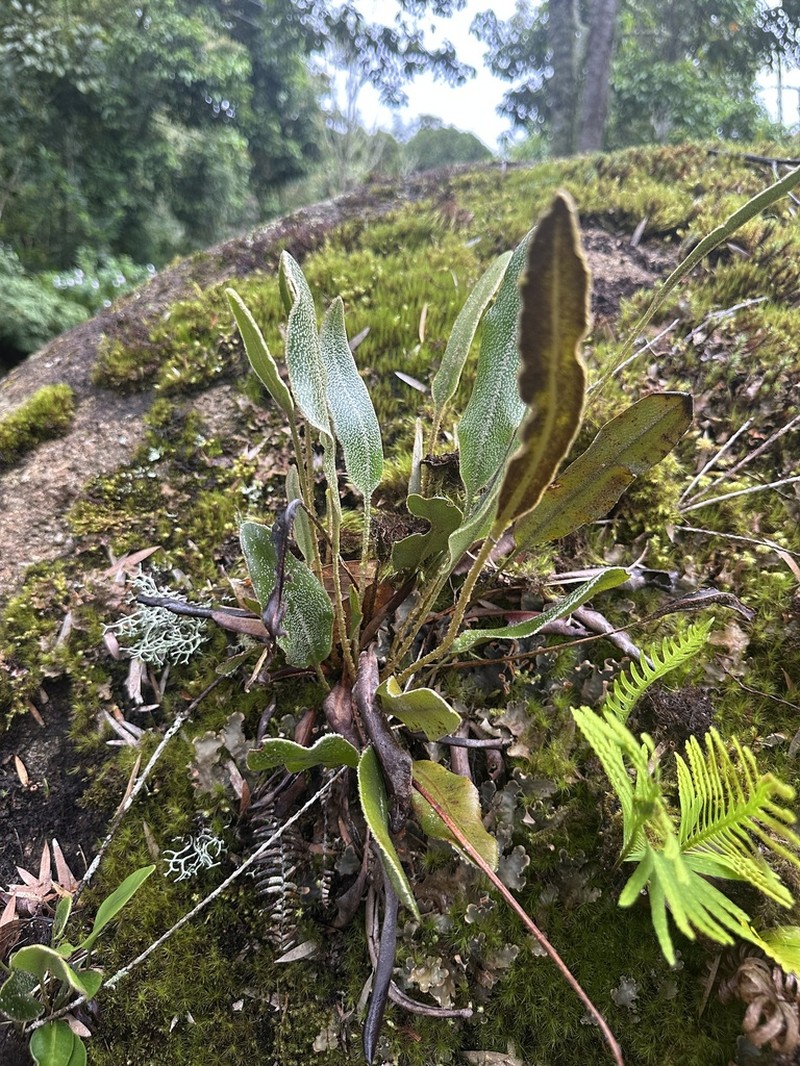 Elaphoglossum leporinum