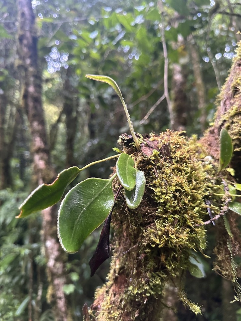 Elaphoglossum leporinum photo 2