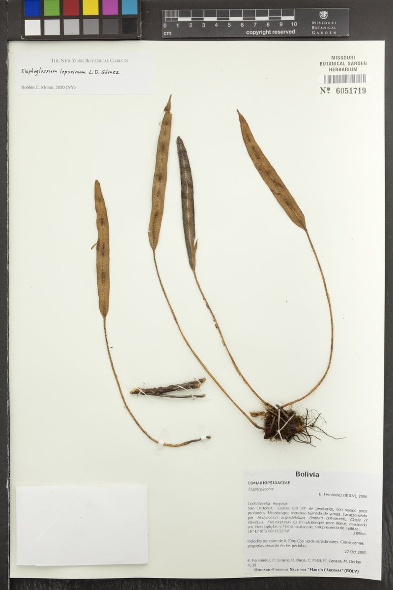 Elaphoglossum leporinum photo 3