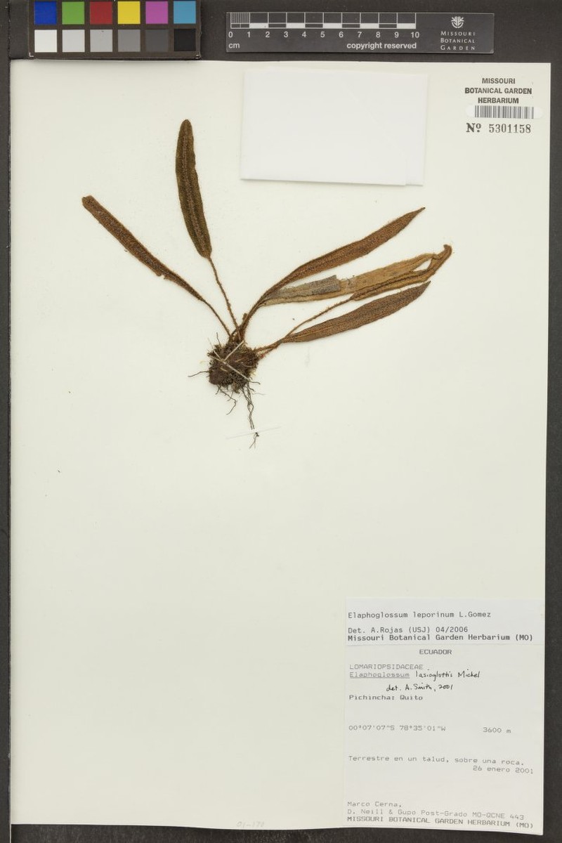 Elaphoglossum leporinum photo 4