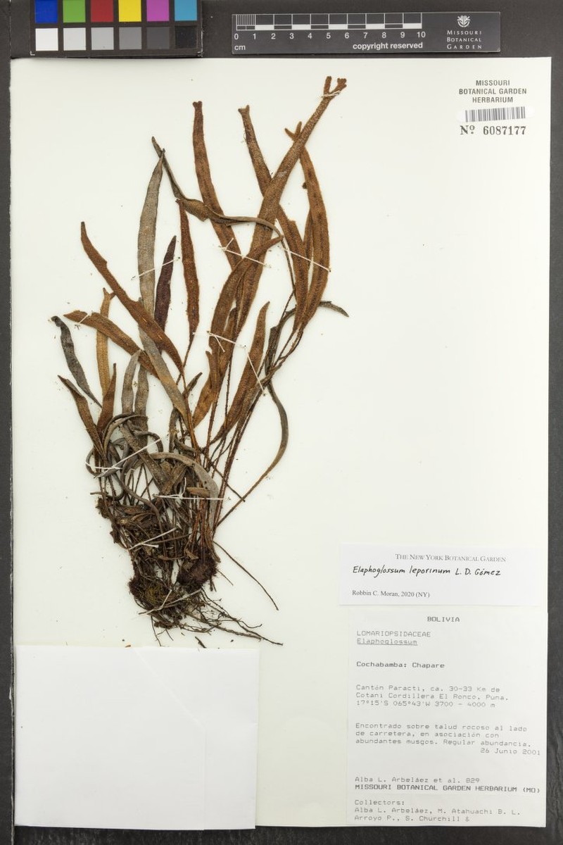 Elaphoglossum leporinum photo 5