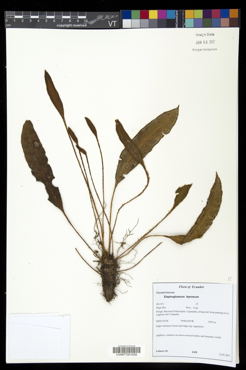Elaphoglossum leprosum photo 2