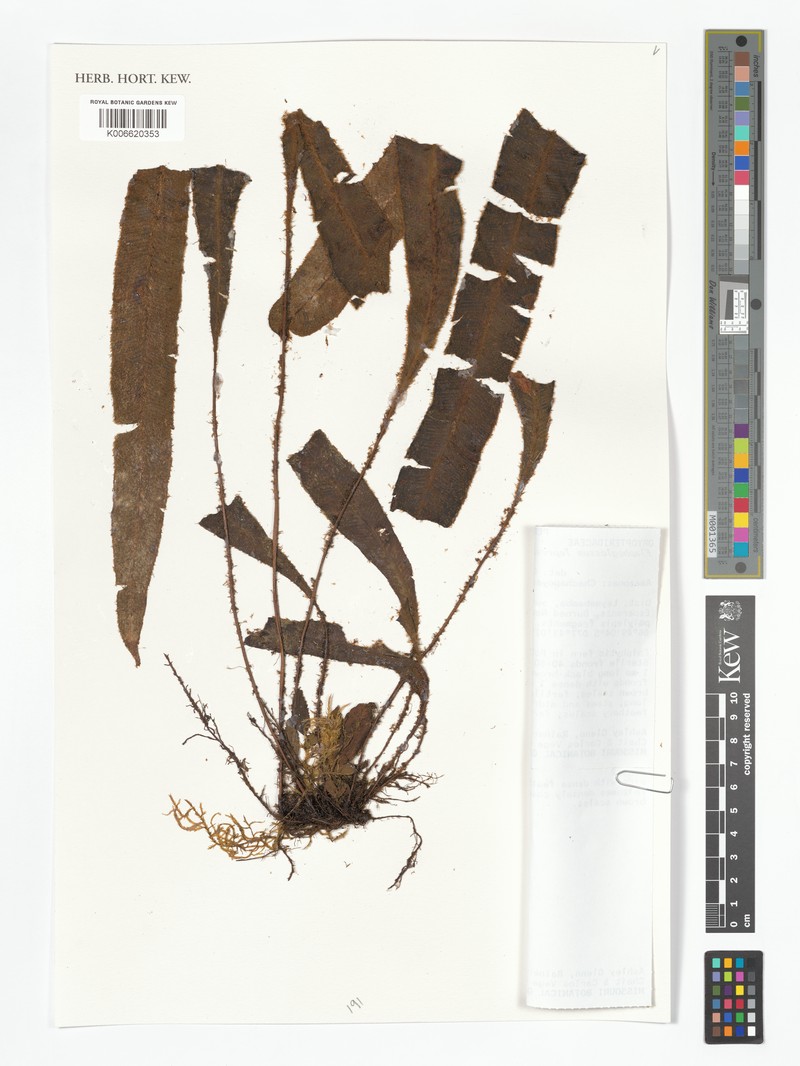 Elaphoglossum leprosum photo 3
