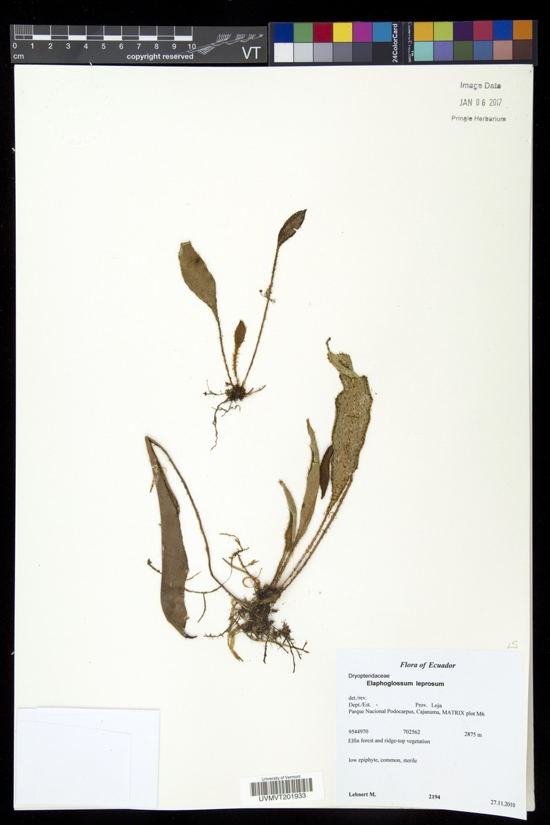 Elaphoglossum leprosum photo 4