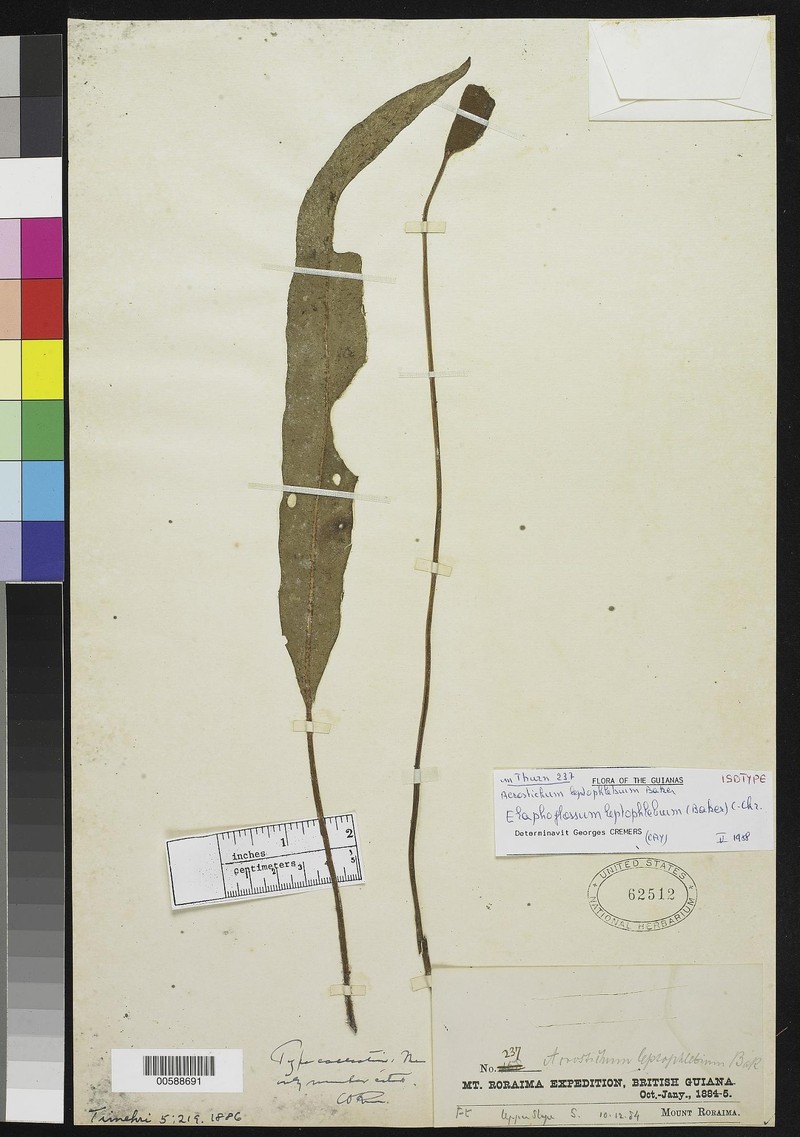 Elaphoglossum leptophlebium
