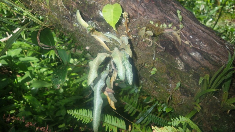 Elaphoglossum leucolepis