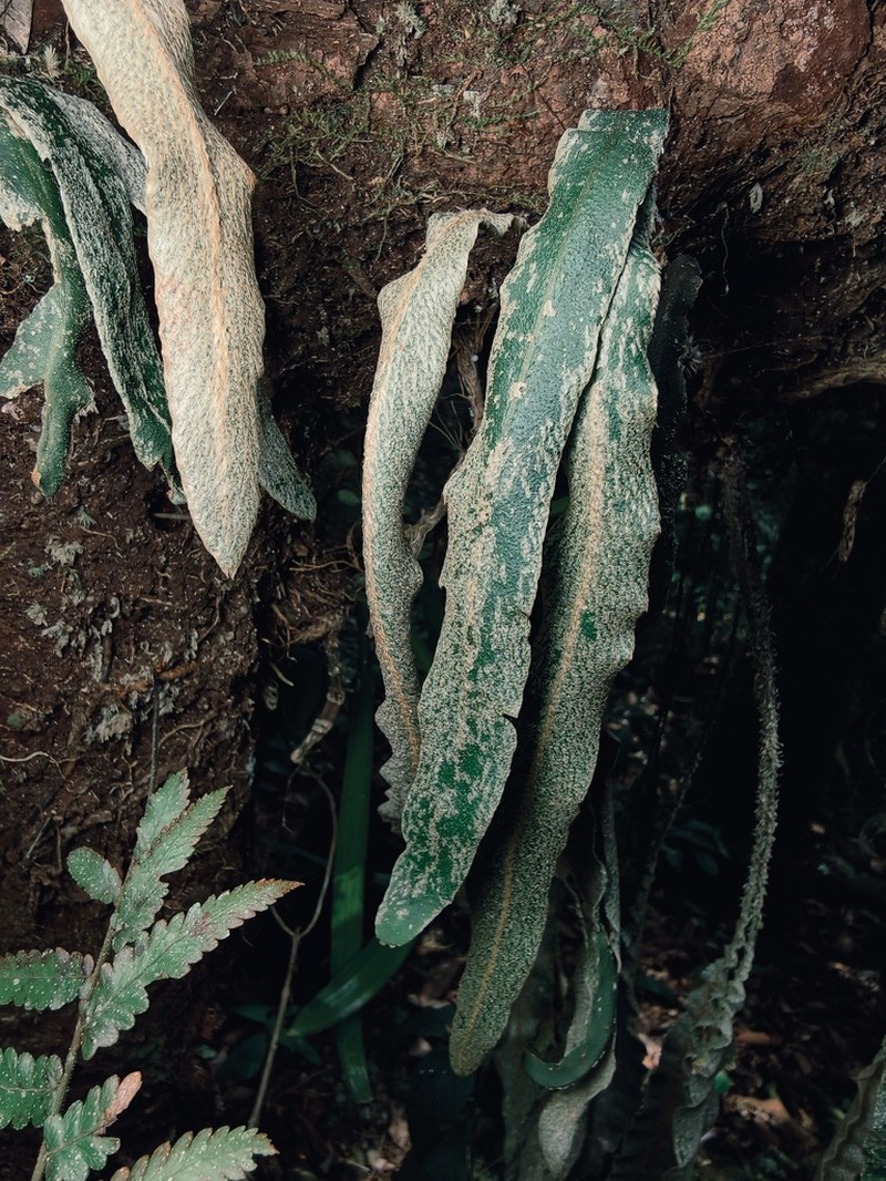 Elaphoglossum leucolepis photo 2