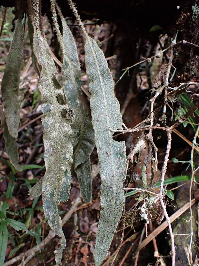 Elaphoglossum leucolepis photo 3