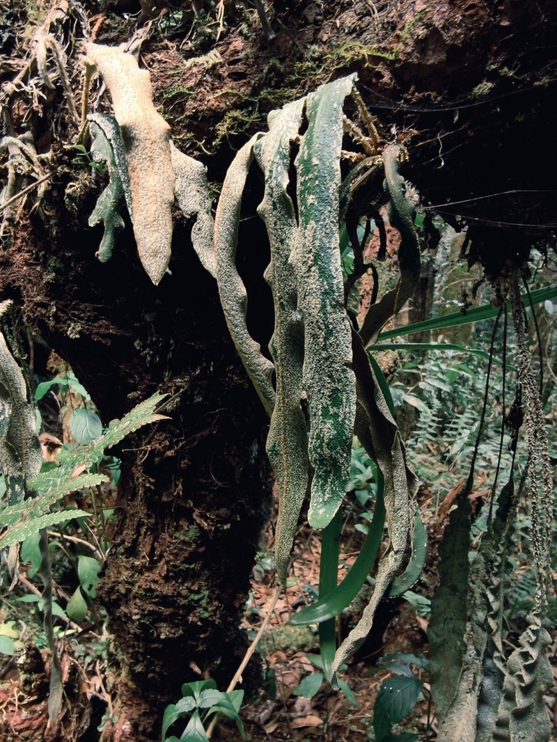 Elaphoglossum leucolepis photo 4