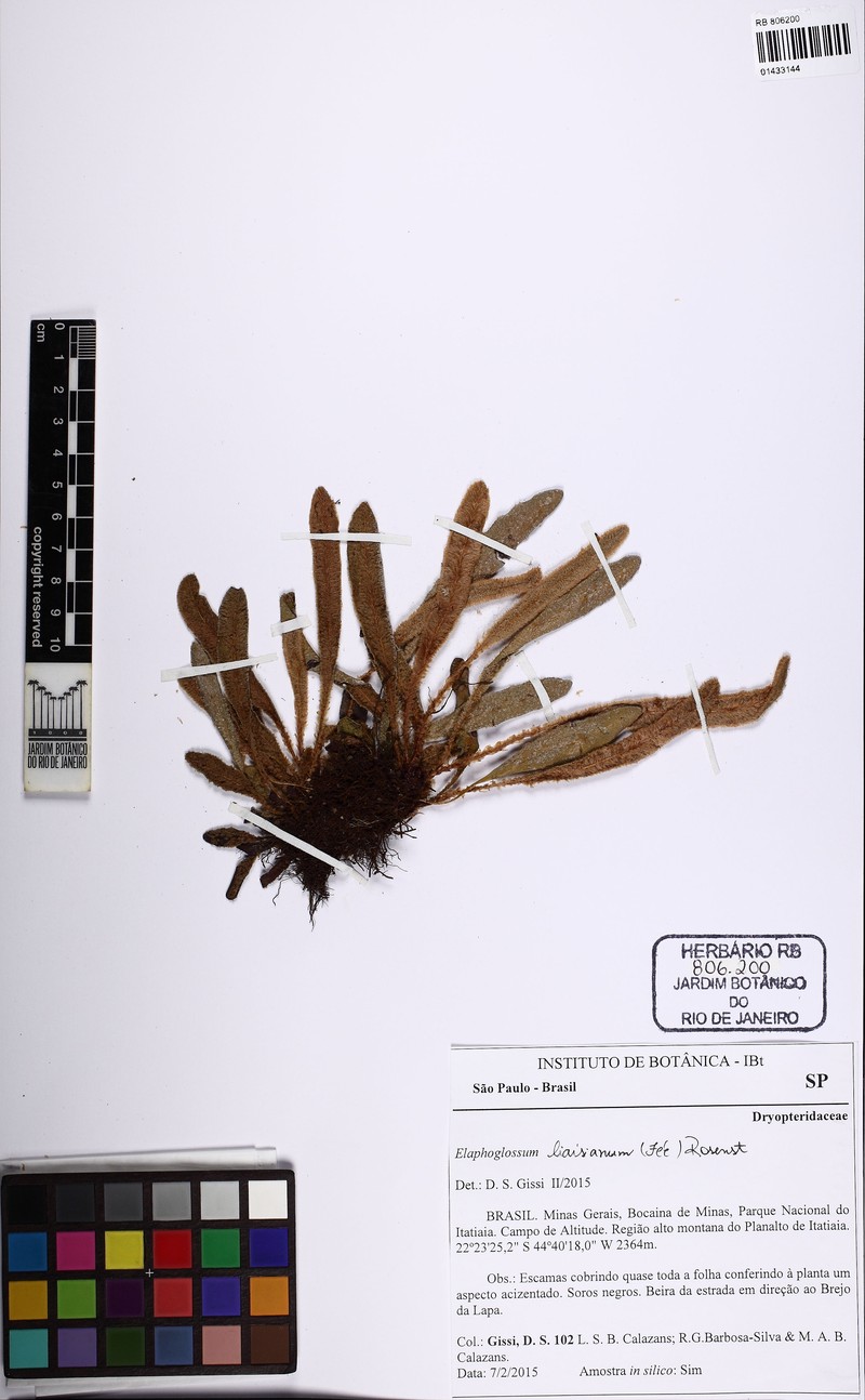 Elaphoglossum liaisianum