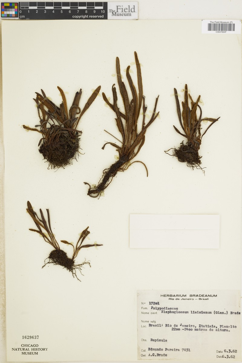 Elaphoglossum liaisianum photo 2