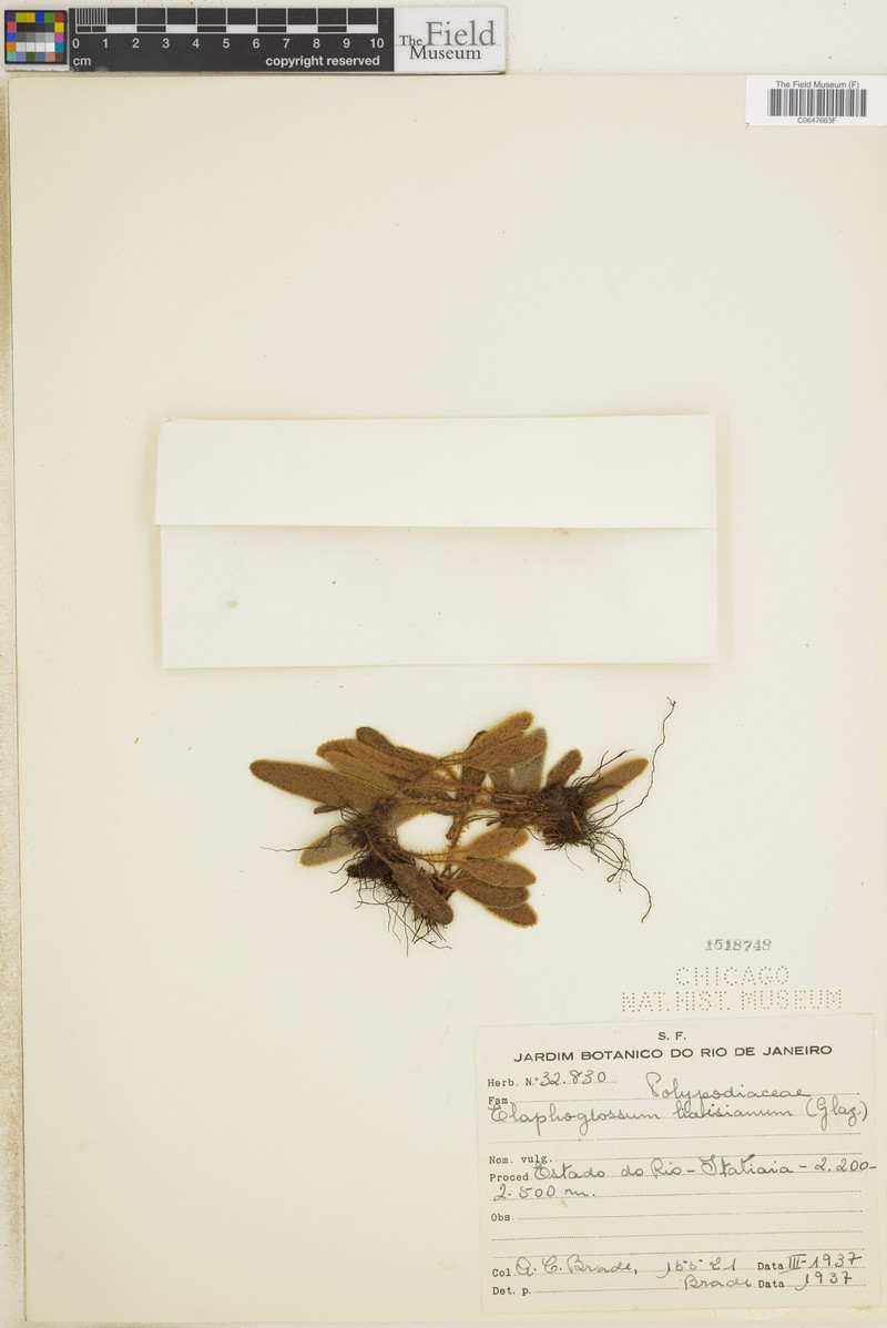 Elaphoglossum liaisianum photo 3