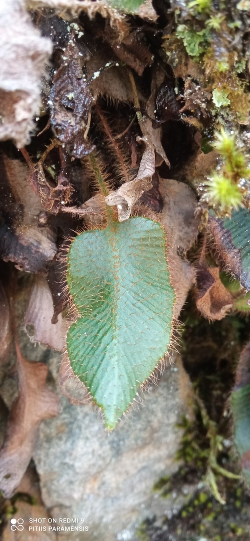 Elaphoglossum lindenii photo 2