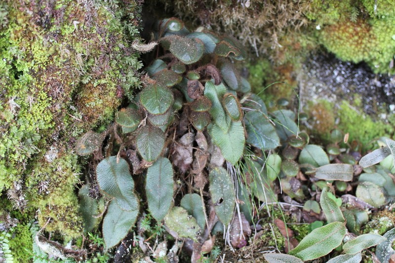 Elaphoglossum lindenii photo 3