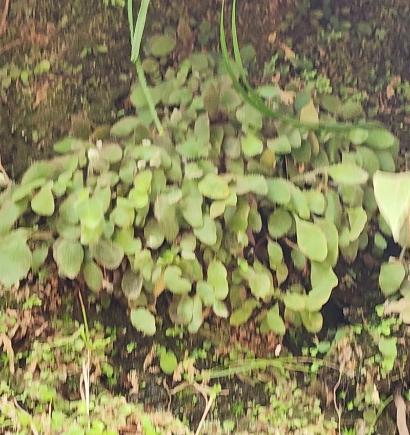 Elaphoglossum lindenii photo 4