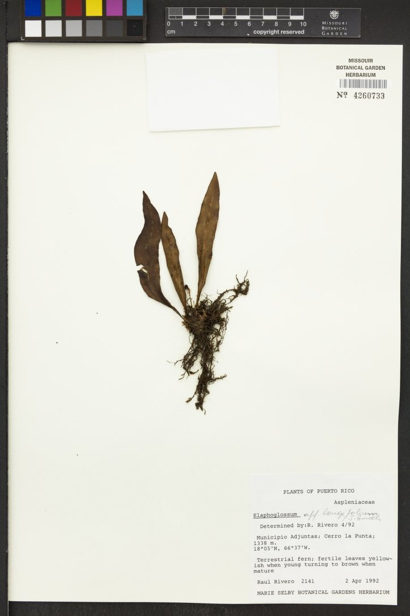 Longleaf Tonguefern