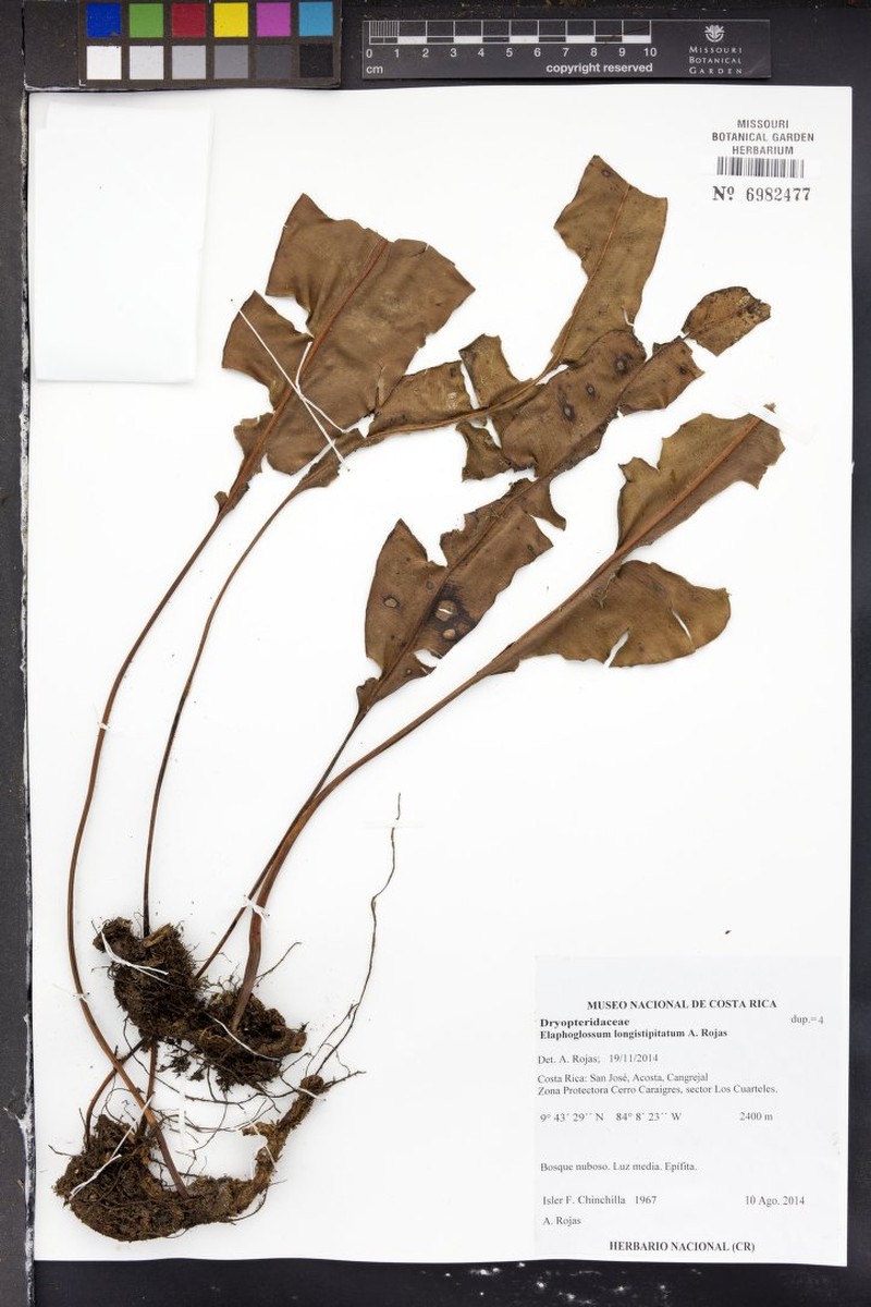 Elaphoglossum longistipitatum