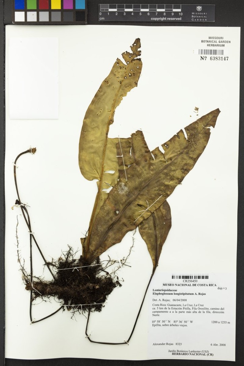 Elaphoglossum longistipitatum photo 2