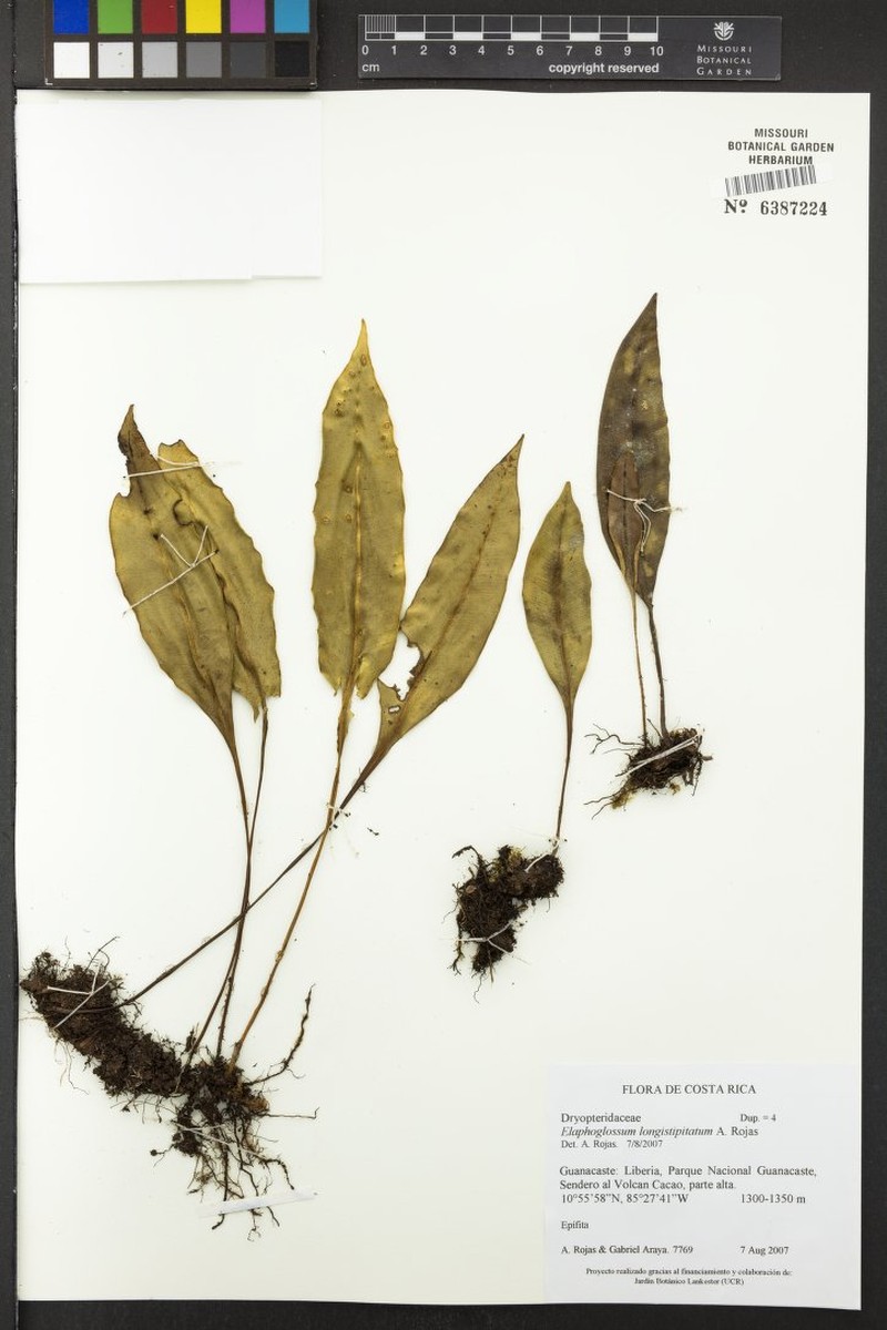 Elaphoglossum longistipitatum photo 3