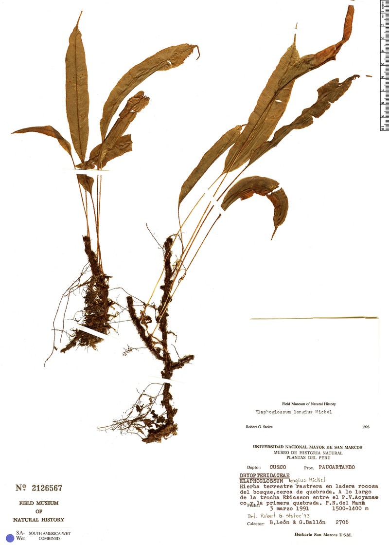 Elaphoglossum longius