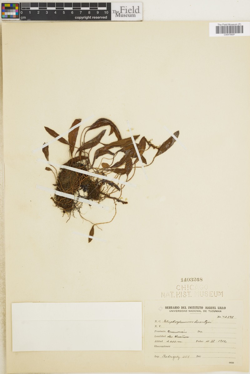 Elaphoglossum lorentzii