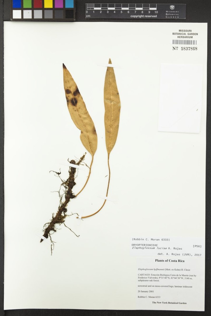 Elaphoglossum luciae