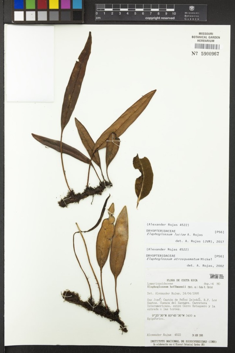 Elaphoglossum luciae photo 2