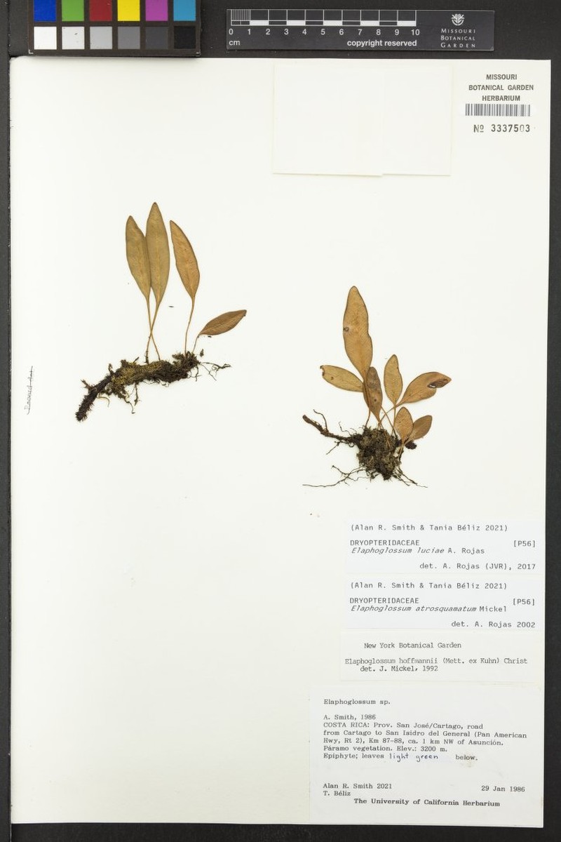 Elaphoglossum luciae photo 3