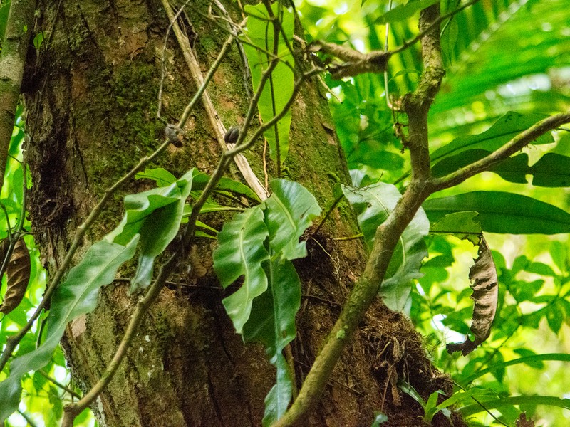 Elaphoglossum luridum