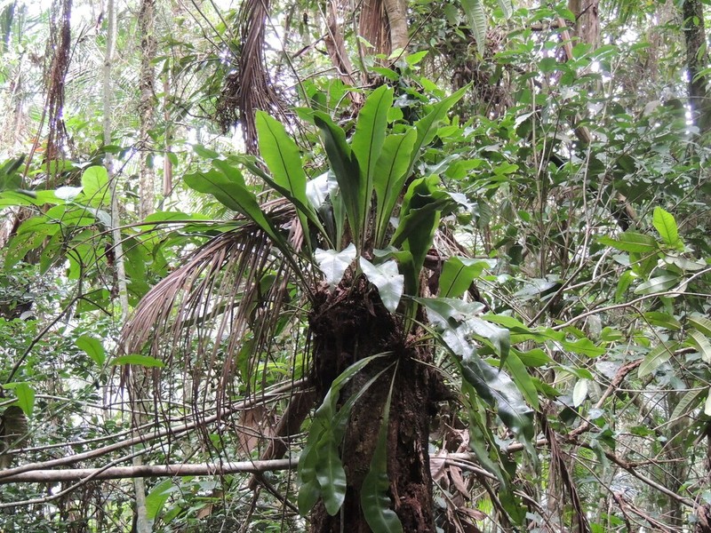 Elaphoglossum luridum photo 2