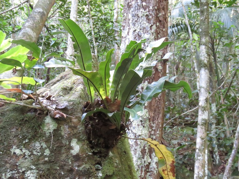 Elaphoglossum luridum photo 3