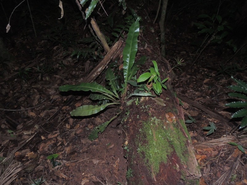 Elaphoglossum luridum photo 4