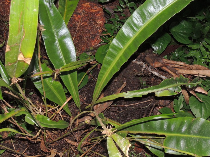 Elaphoglossum luridum photo 5