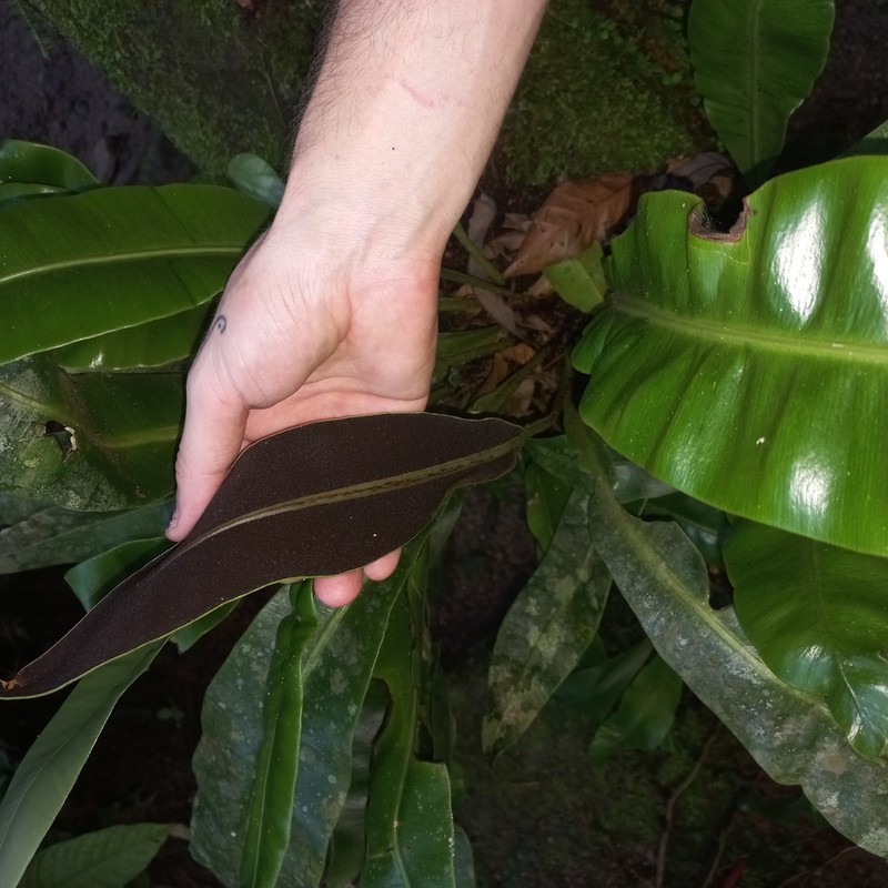 Elaphoglossum luridum photo 6