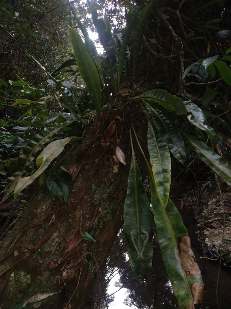 Elaphoglossum luridum photo 7