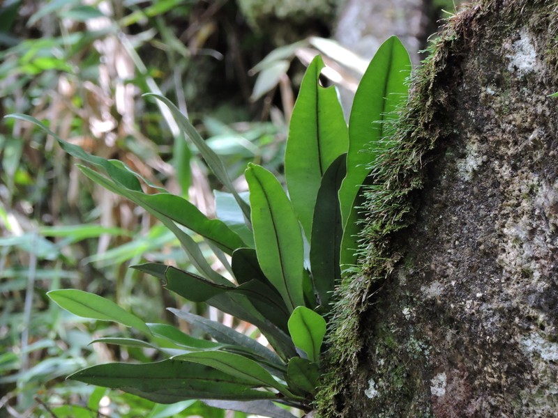 Elaphoglossum luridum photo 8