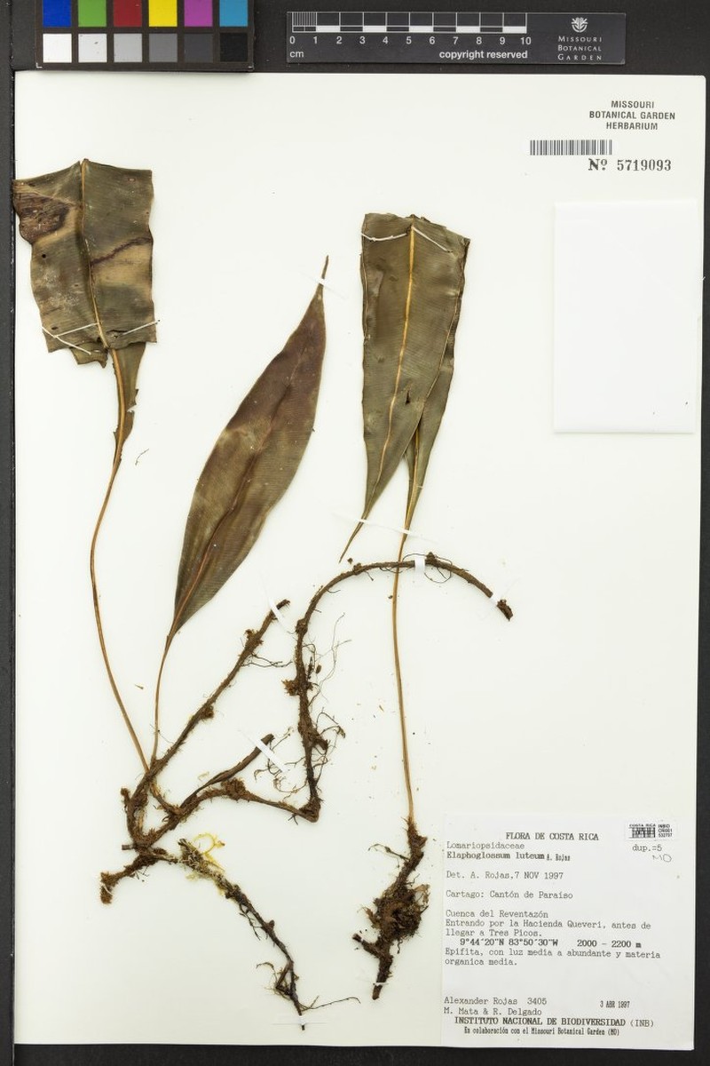 Elaphoglossum luteum