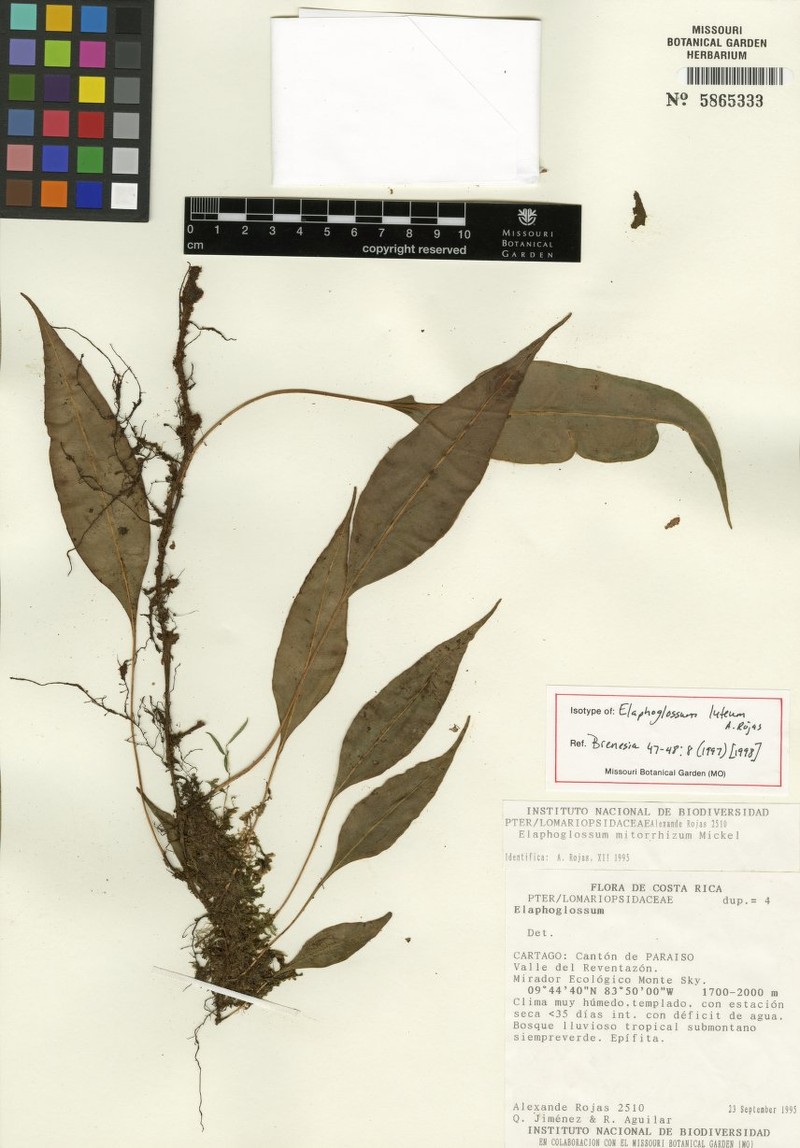 Elaphoglossum luteum photo 2