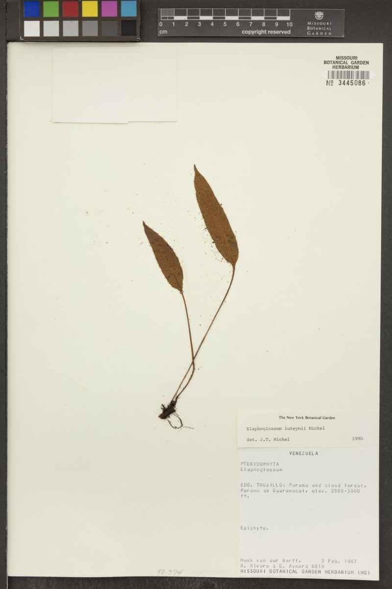 Elaphoglossum luteynii