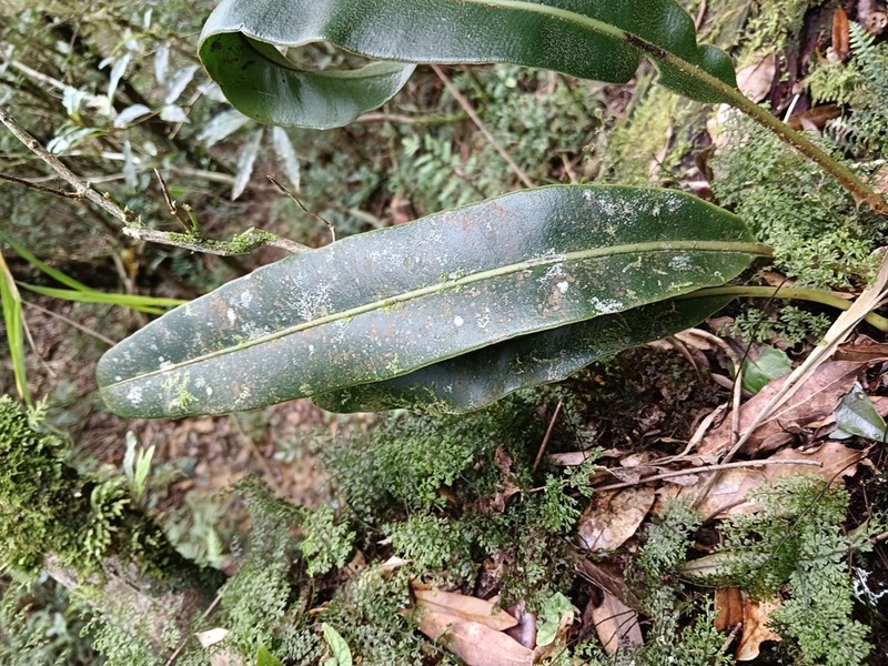 Elaphoglossum luzonicum